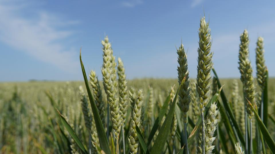 wheat field